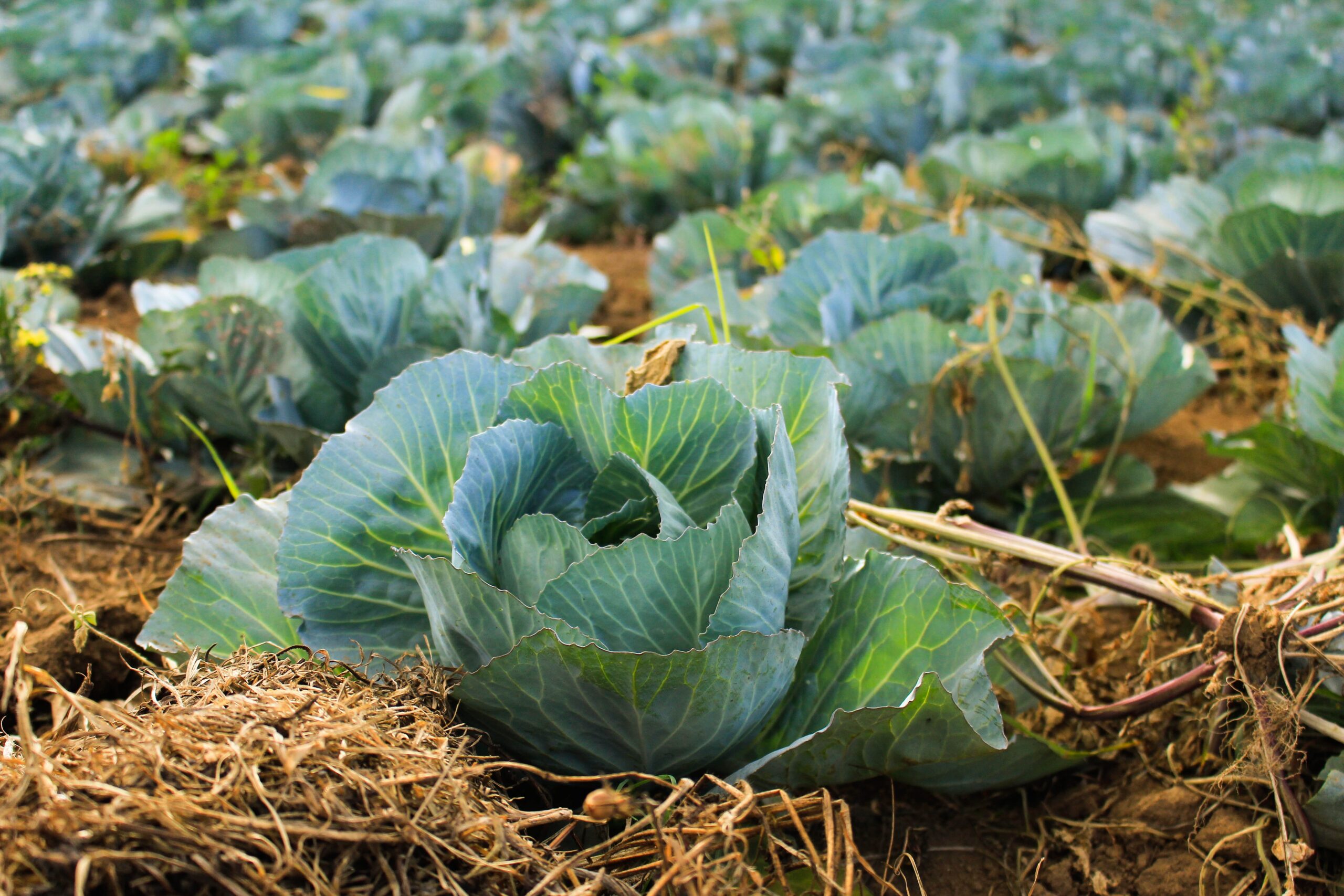 kitchen garden