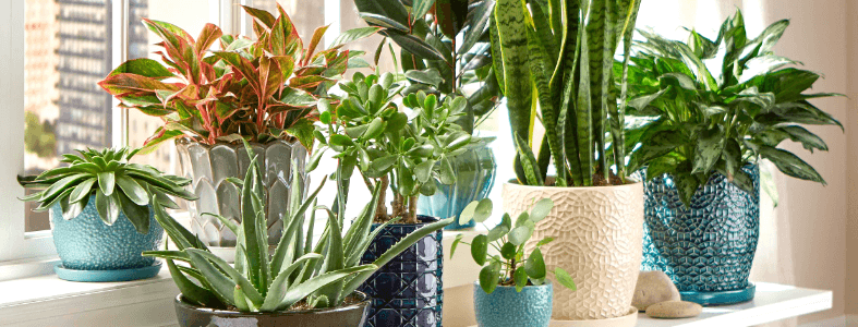 plants