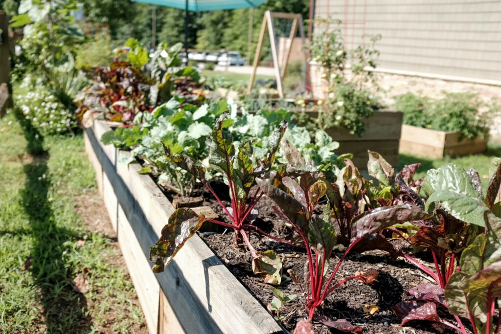 kitchen garden