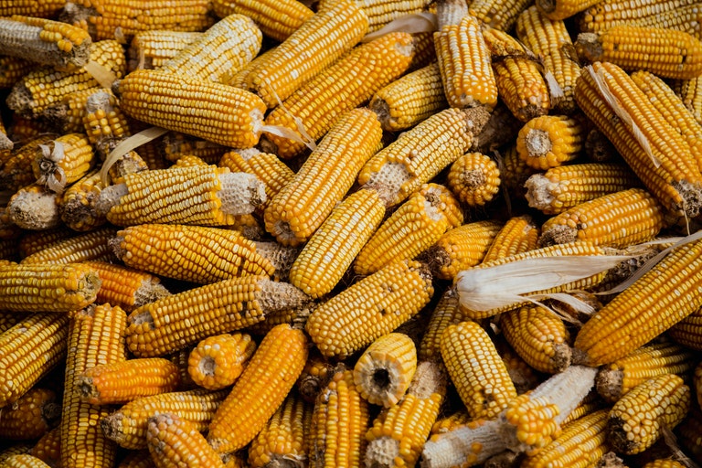 is corn good for your digestive tract