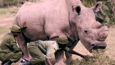 Near the end of the North White Rhinoceros