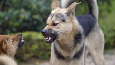 symptoms of Rabies after dog bite