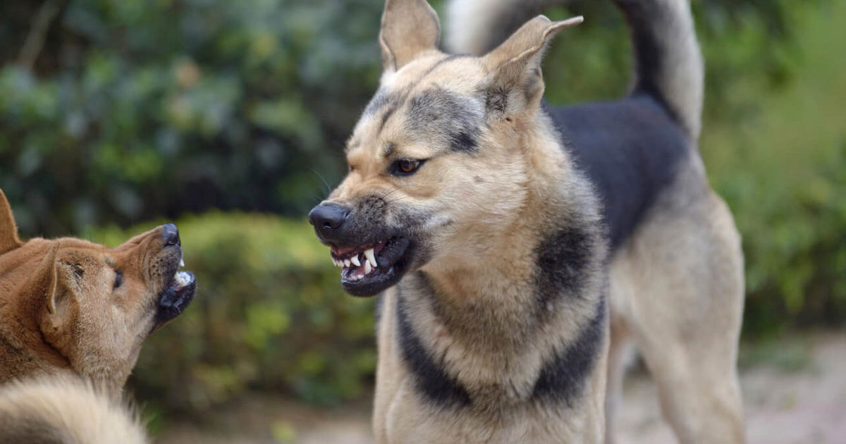 what-are-the-symptoms-of-rabies-after-dog-bite-post-pear