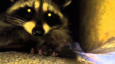 Raccoon removal Vancouver