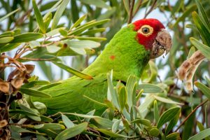 Parrots population in the wild