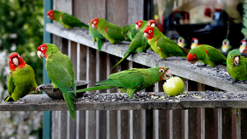 Parrots population in the wild