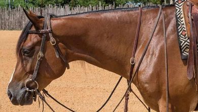 Horse Bridles