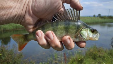 Fishing bite alarms