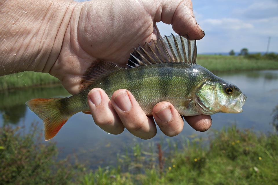 Fishing bite alarms