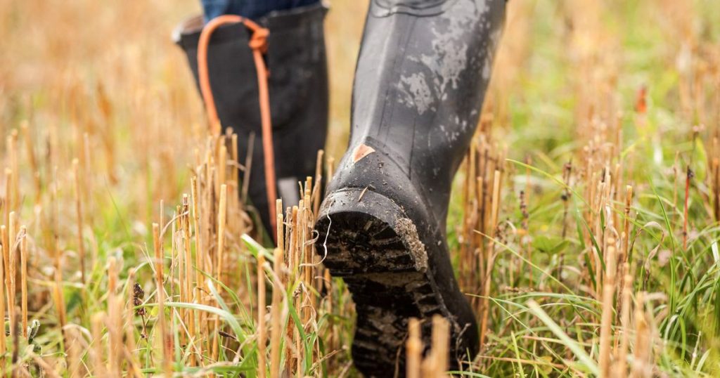 Rubber Boots For Tourists - Post Pear