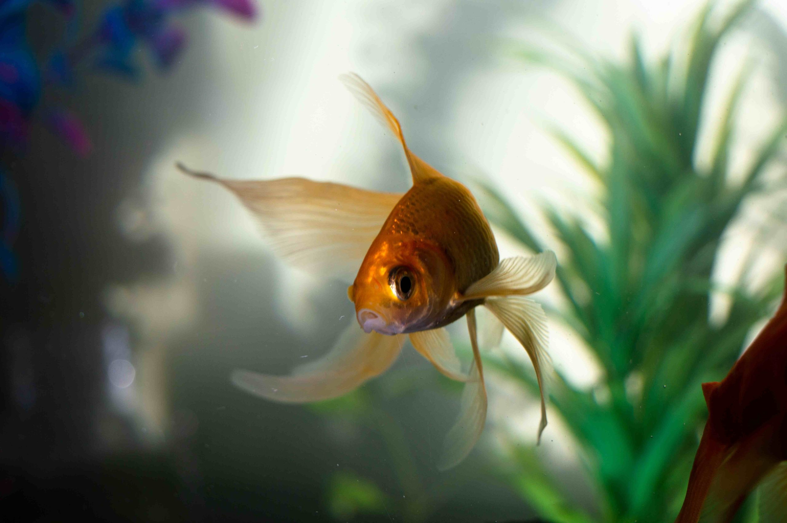 goldfish dream