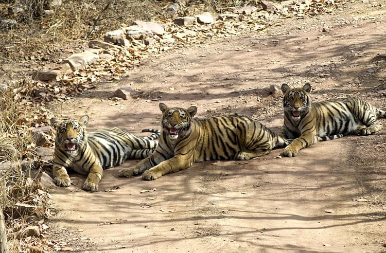 Ranthambore national park