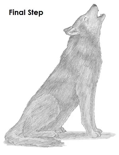 Wolf Face