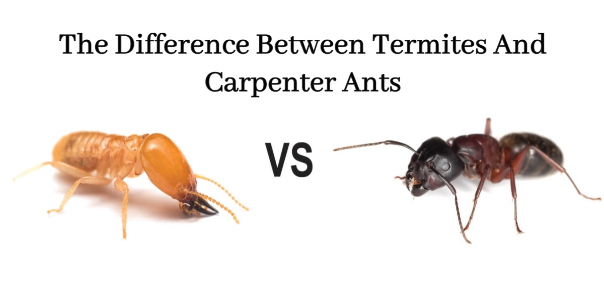 ant control Brisbane