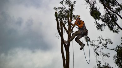 tree surgeon