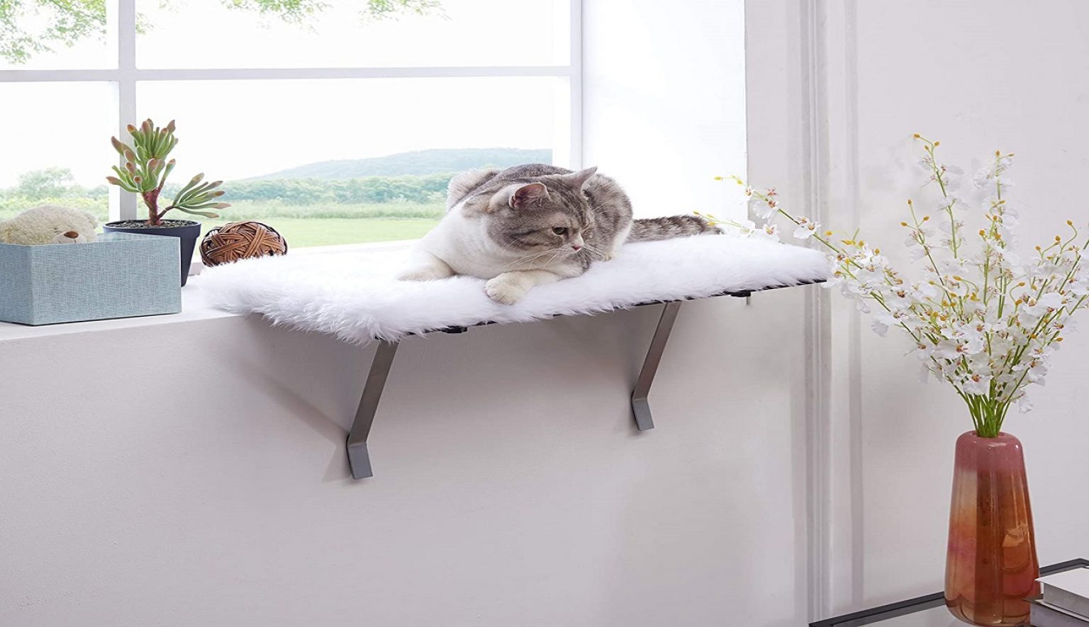 cat window perch