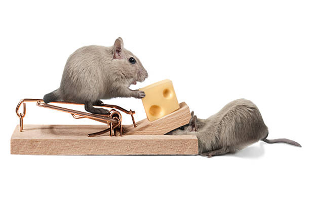 Rodent removal- An ultimate solution to get rid of rodent