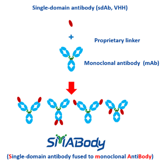 smabody-bispecific-antibody