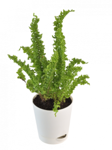 plants online in hyderabad