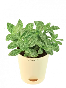 Plants online in hyderabad