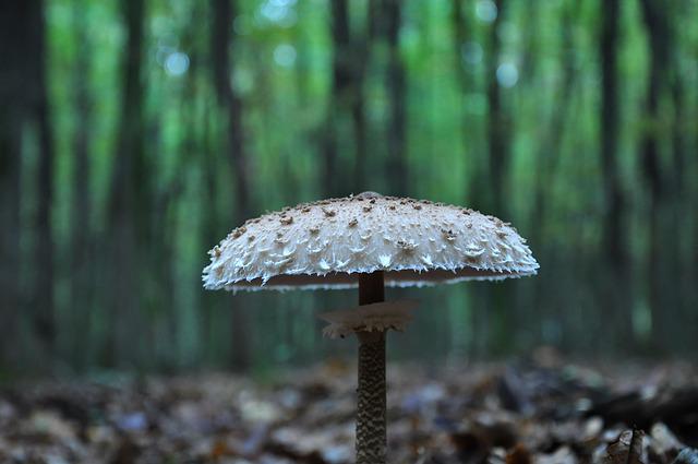 psychedelics mushroom in woods