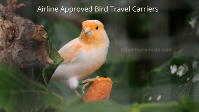 Photo of Airline Approved Bird Travel Carriers
