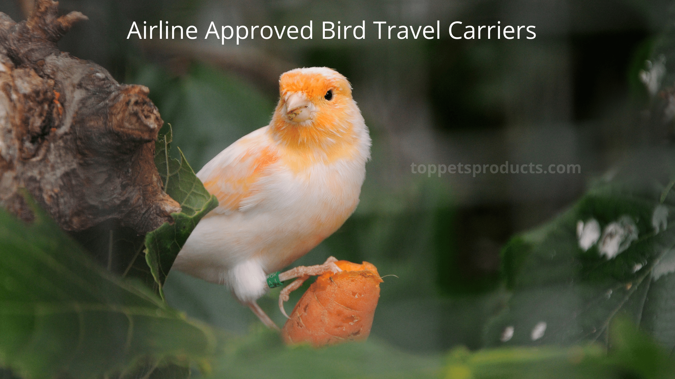 Airline Approved Bird Travel Carriers