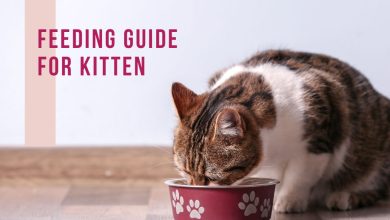 Feeding Guide for Kitten